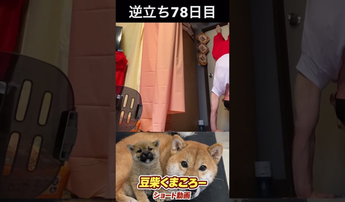 #豆柴飼い主#柴犬＃逆立ち78日目