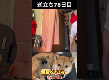#豆柴飼い主#柴犬＃逆立ち78日目
