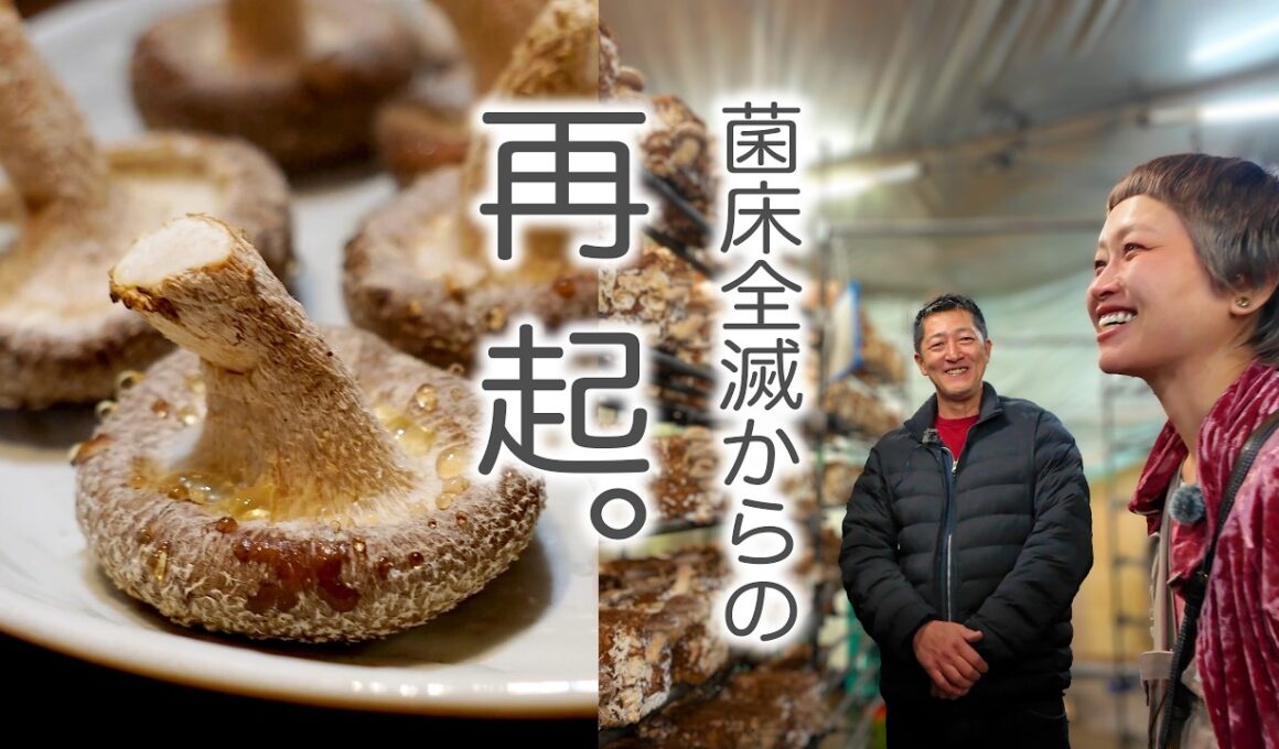 【八丈島】激甚台風被害による全滅から再起へ。大竜ファームが届ける極上『うみかぜ椎茸』のリアルと復興への想い【八丈島】【OTEMOTO】【ロシアン佐藤】