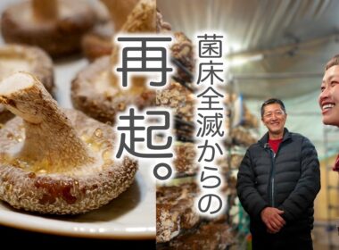 【八丈島】激甚台風被害による全滅から再起へ。大竜ファームが届ける極上『うみかぜ椎茸』のリアルと復興への想い【八丈島】【OTEMOTO】【ロシアン佐藤】