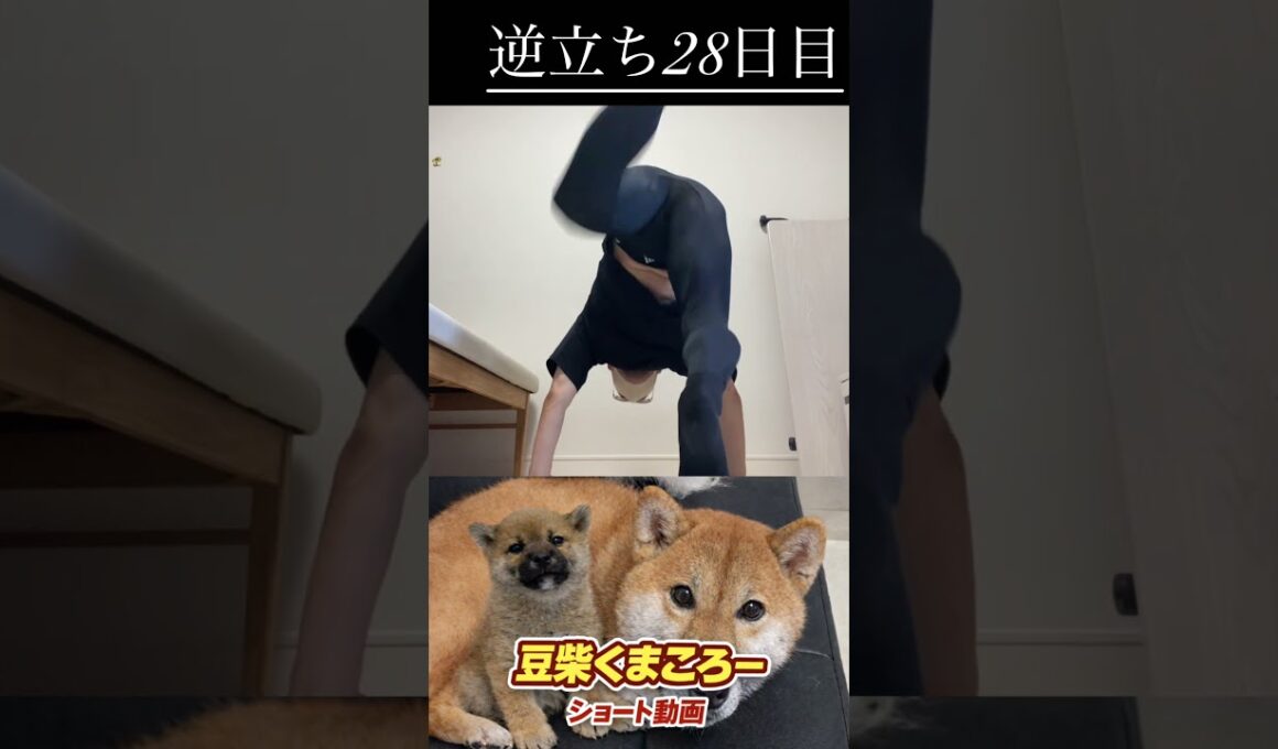 #柴犬 　#くまころー　#ポイポイポー君三世　#犬好きと繋がりたい