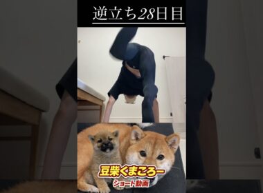 #柴犬 　#くまころー　#ポイポイポー君三世　#犬好きと繋がりたい