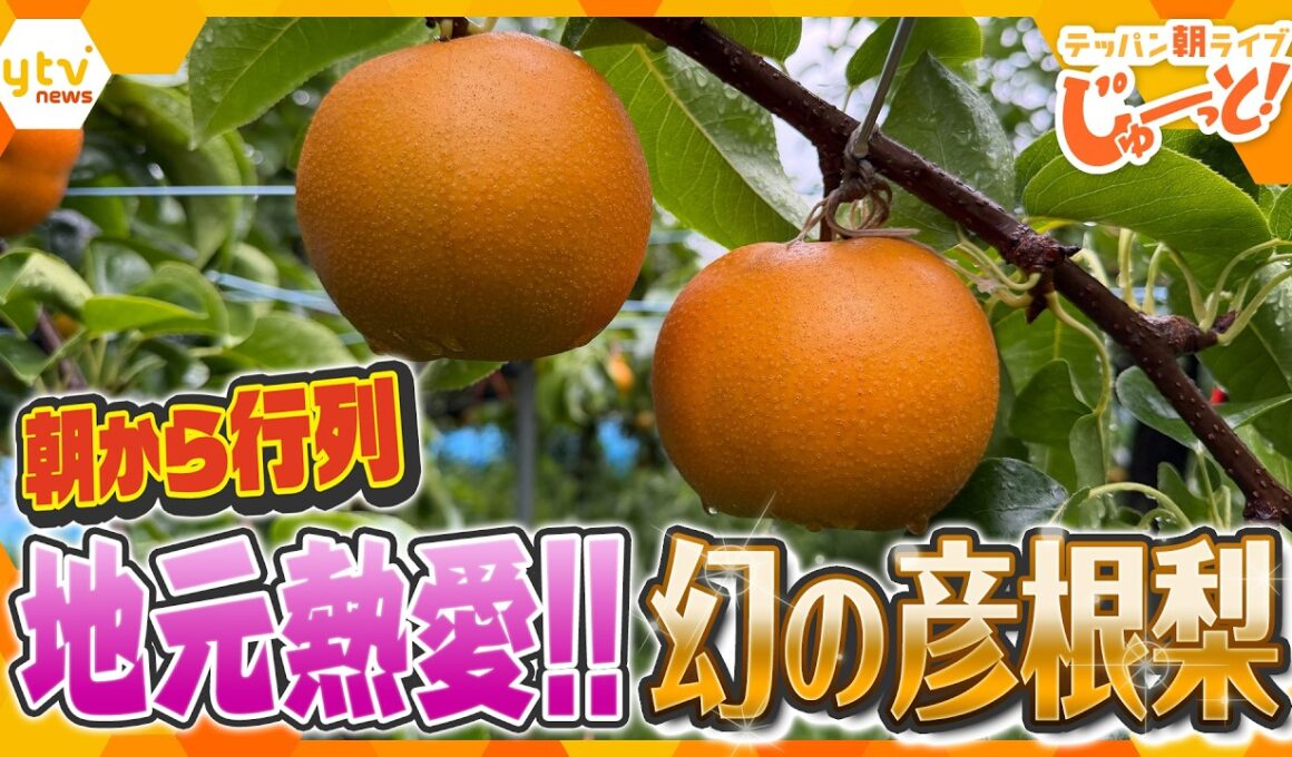 販売前から長蛇の列！市場には出回らない地元熱愛の完熟フルーツ「彦根梨」【テッパン朝ライブ じゅーっと！/じゅーっ特集！生中継】