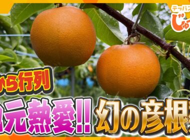 販売前から長蛇の列！市場には出回らない地元熱愛の完熟フルーツ「彦根梨」【テッパン朝ライブ じゅーっと！/じゅーっ特集！生中継】
