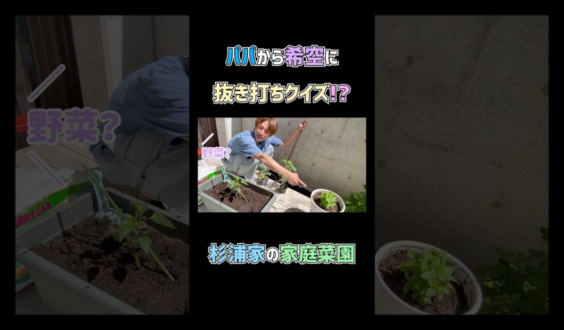 希空に抜き打ちクイズ？🌱　#杉浦太陽 　#shorts 　#杉浦家　#家庭菜園　#希空　#抜き打ち　#クイズ