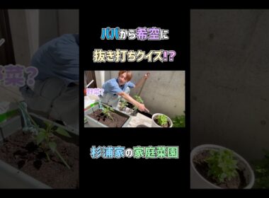希空に抜き打ちクイズ？🌱　#杉浦太陽 　#shorts 　#杉浦家　#家庭菜園　#希空　#抜き打ち　#クイズ