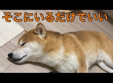 【柴犬飼い主55歳】うちの柴、寝るだけで親孝
