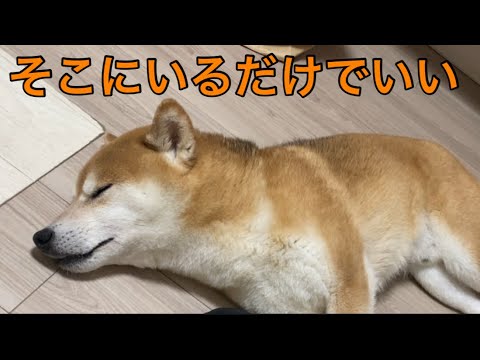 【柴犬飼い主55歳】うちの柴、寝るだけで親孝