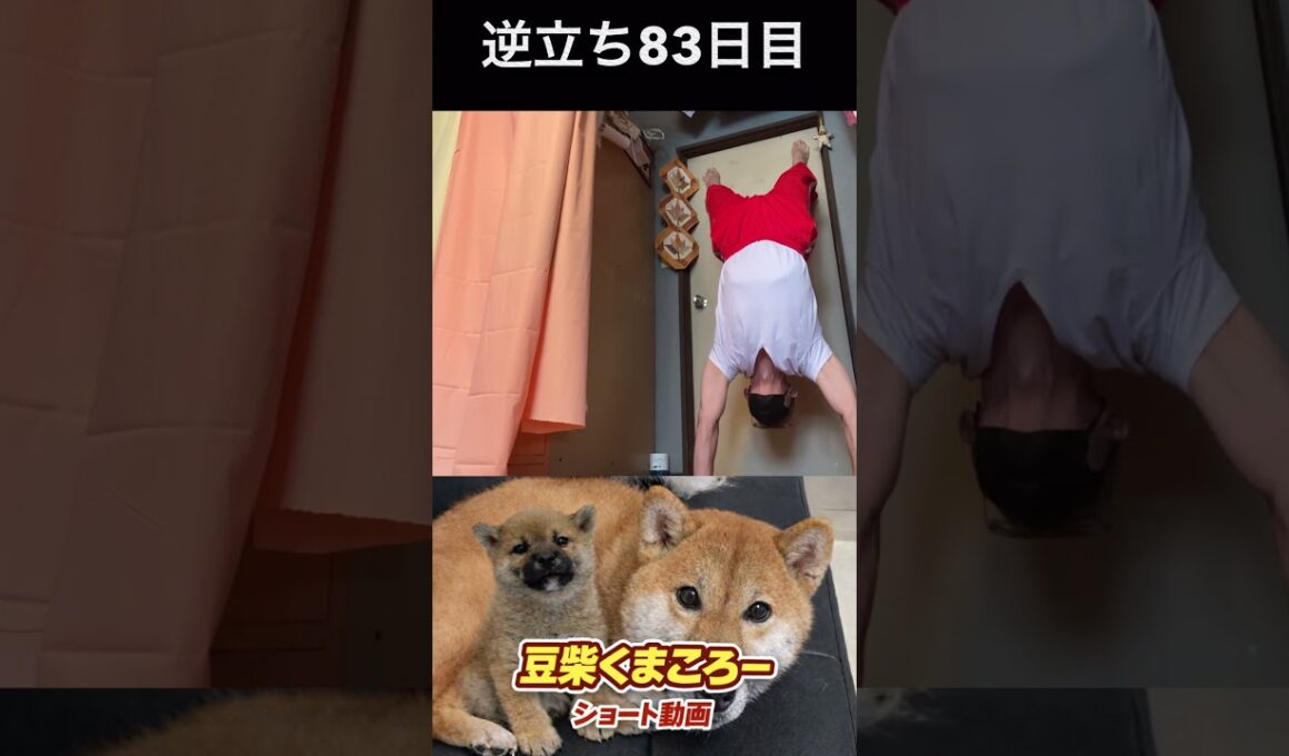 #豆柴飼い主#柴犬＃逆立ち83日目