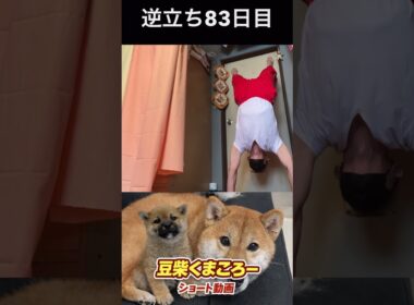 #豆柴飼い主#柴犬＃逆立ち83日目