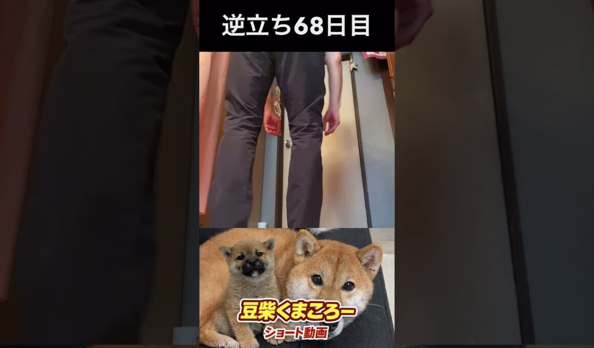 #豆柴飼い主逆立ち68日目#柴犬 　#くまころー　#ポイポイポー君三世　#犬好きと繋がりたい