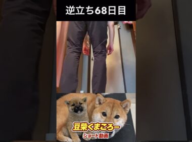 #豆柴飼い主逆立ち68日目#柴犬 　#くまころー　#ポイポイポー君三世　#犬好きと繋がりたい
