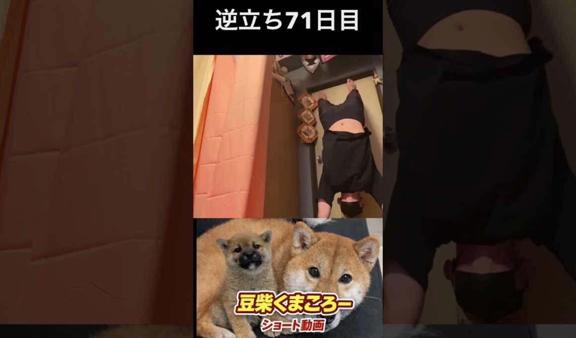 #豆柴飼い主逆立ち71日目