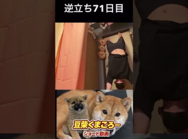 #豆柴飼い主逆立ち71日目