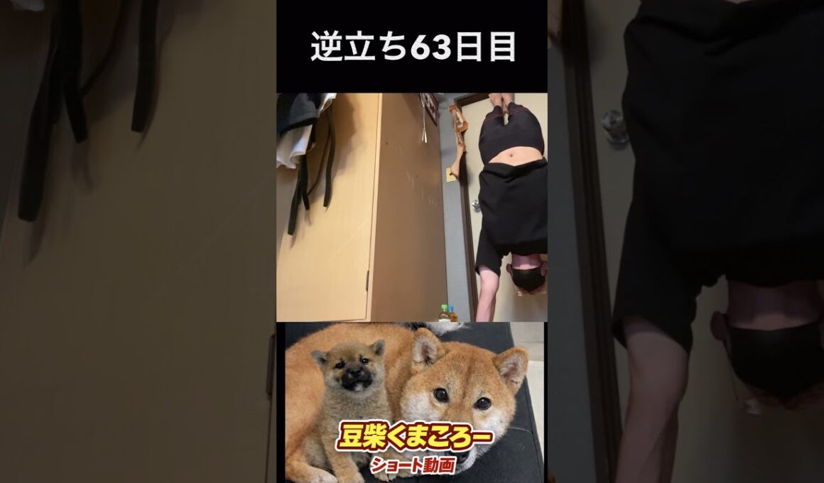 #豆柴飼い主逆立ち63日目#柴犬 　#くまころー　#ポイポイポー君三世　#犬好きと繋がりたい