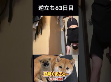 #豆柴飼い主逆立ち63日目#柴犬 　#くまころー　#ポイポイポー君三世　#犬好きと繋がりたい