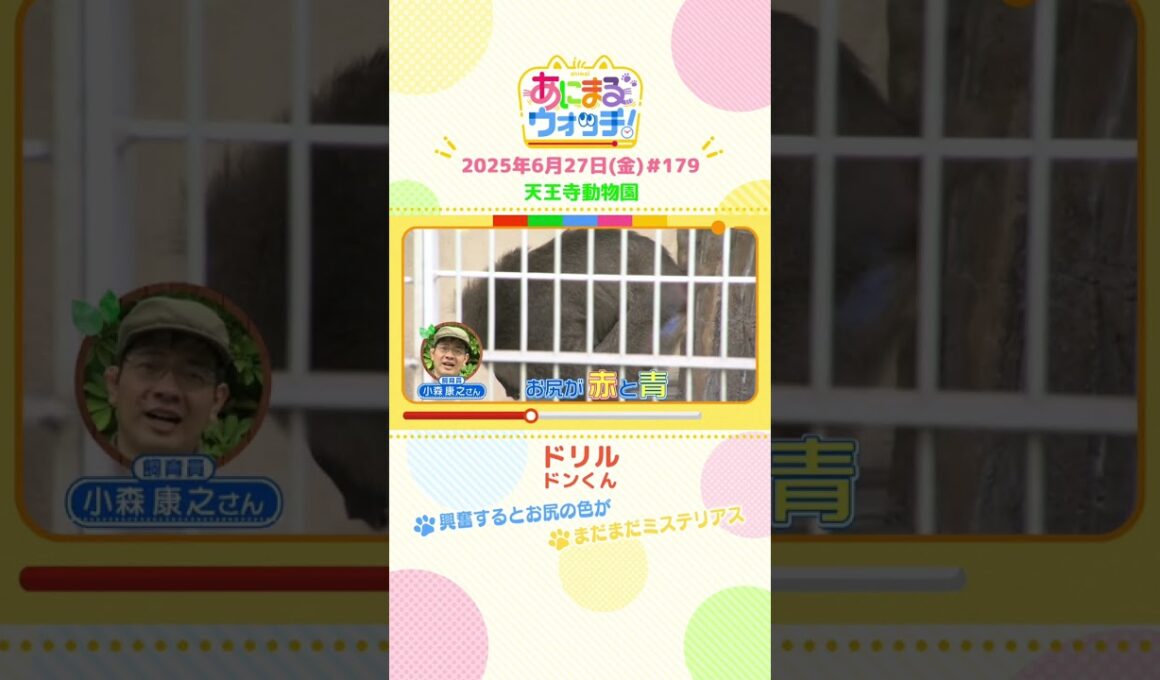興奮するとお尻の色が！「ドリル」 大阪「天王寺動物園」　#shorts #読売テレビニュース #すまたん #あにまるウォッチ #動物