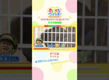興奮するとお尻の色が！「ドリル」 大阪「天王寺動物園」　#shorts #読売テレビニュース #すまたん #あにまるウォッチ #動物