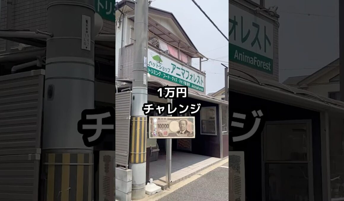 【1万円チャレンジ】#shorts #やまだくん #yamadakun