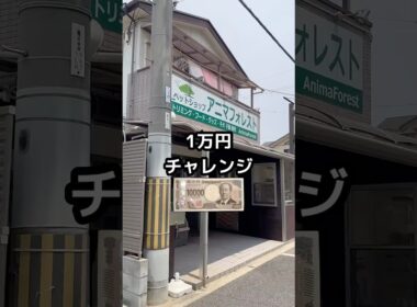 【1万円チャレンジ】#shorts #やまだくん #yamadakun