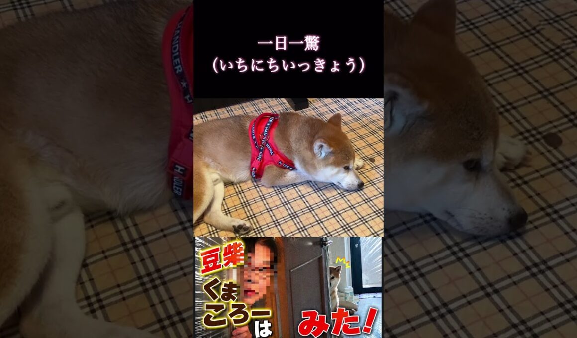 #豆柴飼い主#柴犬 　#くまころー　#ポイポイポー君三世　#犬好きと繋がりたい