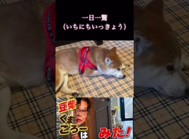 #豆柴飼い主#柴犬 　#くまころー　#ポイポイポー君三世　#犬好きと繋がりたい
