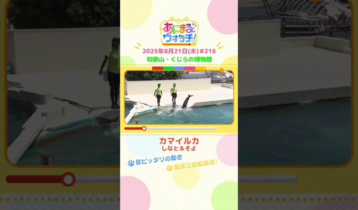 高速三回転成功！「カマイルカ」　和歌山「くじらの博物館」　#shorts #読売テレビニュース #すまたん #あにまるウォッチ #動物
