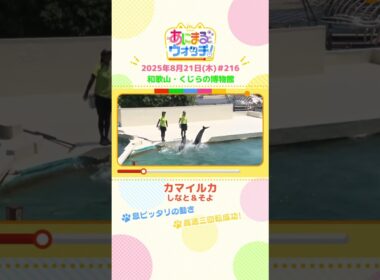 高速三回転成功！「カマイルカ」　和歌山「くじらの博物館」　#shorts #読売テレビニュース #すまたん #あにまるウォッチ #動物