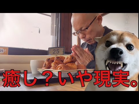 【孤独な56歳】ただ朝メシ食べてるだけなのに…柴犬とのリアル3選（良い×大変）