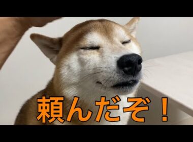 【孤独の56歳】柴犬に家の警備を任せて出勤します