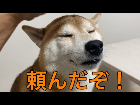 【孤独の56歳】柴犬に家の警備を任せて出勤します