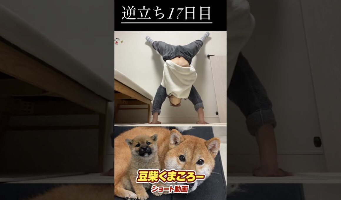 #柴犬 　#くまころー　#ポイポイポー君三世　#犬好きと繋がりたい