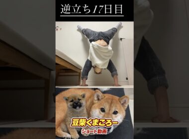 #柴犬 　#くまころー　#ポイポイポー君三世　#犬好きと繋がりたい