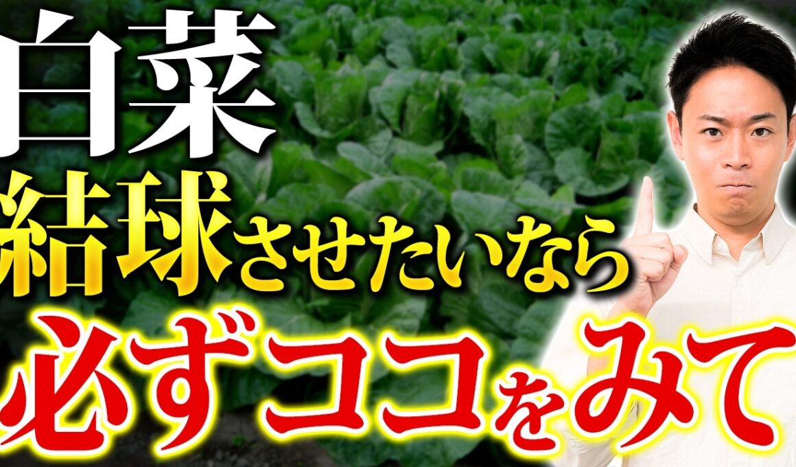 結球しない原因は”これ”白菜がうまく育たない人の共通点 【家庭菜園 土づくり ガーデニング 秋野菜】