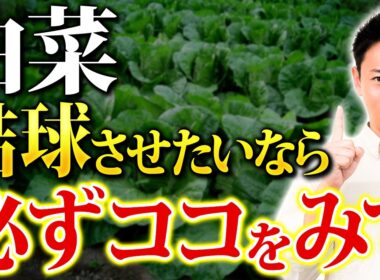 結球しない原因は”これ”白菜がうまく育たない人の共通点 【家庭菜園 土づくり ガーデニング 秋野菜】
