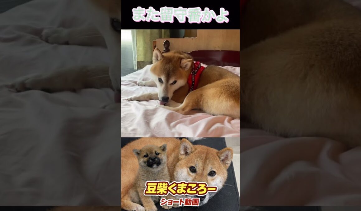 #柴犬 　#くまころー　#ポイポイポー君三世　#犬好きと繋がりたい