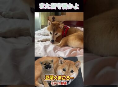 #柴犬 　#くまころー　#ポイポイポー君三世　#犬好きと繋がりたい