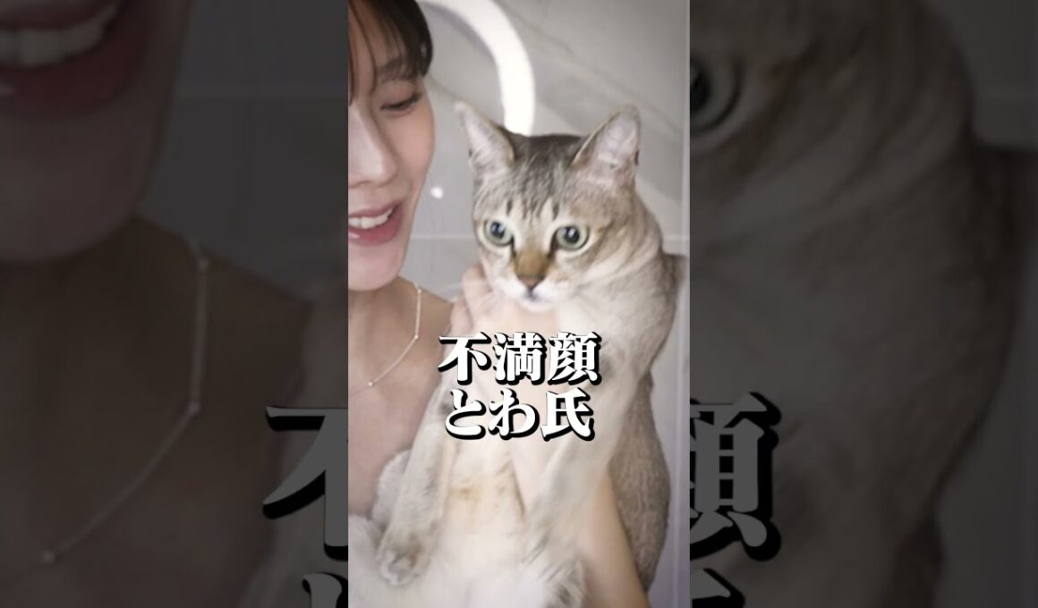 【にゃんずシャンプー2026】お兄ちゃんになるにゃんず達をお風呂にいれました🐱