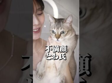 【にゃんずシャンプー2026】お兄ちゃんになるにゃんず達をお風呂にいれました🐱