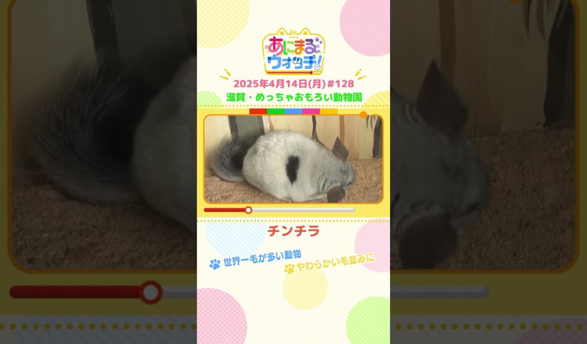 世界一毛が多い動物！「チンチラ」 滋賀・甲賀市「めっちゃおもろい動物園」　#shorts #読売テレビニュース #すまたん ＃あにまるウォッチ #動物