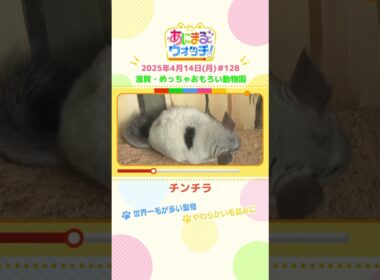 世界一毛が多い動物！「チンチラ」 滋賀・甲賀市「めっちゃおもろい動物園」　#shorts #読売テレビニュース #すまたん ＃あにまるウォッチ #動物