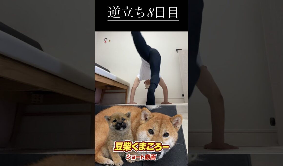 #柴犬 　#くまころー　#ポイポイポー君三世　#犬好きと繋がりたい