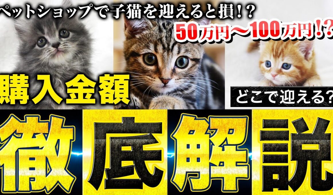 【初心者注意!!】知らないと意外と損する「ペットショップ」と「ブリーダー」の購入価格を徹底解説！