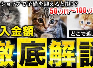 【初心者注意!!】知らないと意外と損する「ペットショップ」と「ブリーダー」の購入価格を徹底解説！