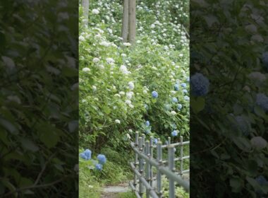 森のアジサイ　皆野町金沢浦山アジサイ　#秩父
