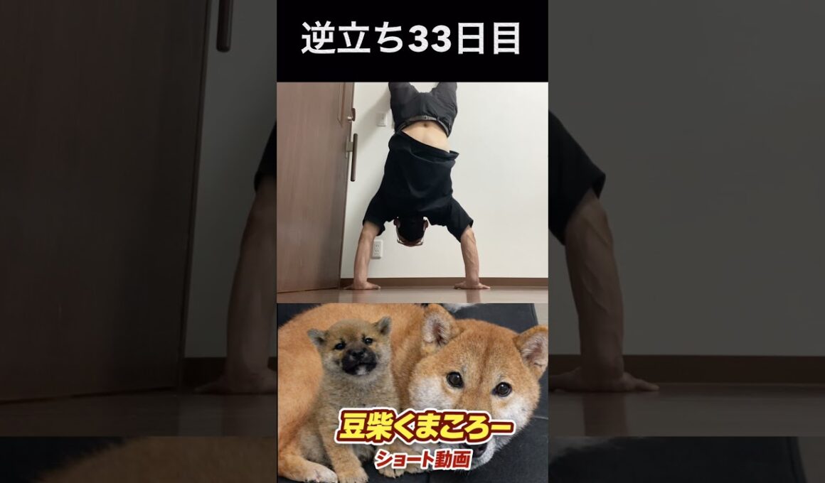 🐕くまころー&そら&飼い主🐕 柴犬とパピヨンと飼い主の日常をUP しています😊