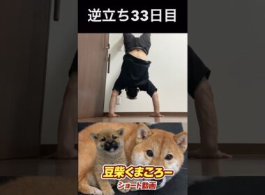 🐕くまころー&そら&飼い主🐕 柴犬とパピヨンと飼い主の日常をUP しています😊