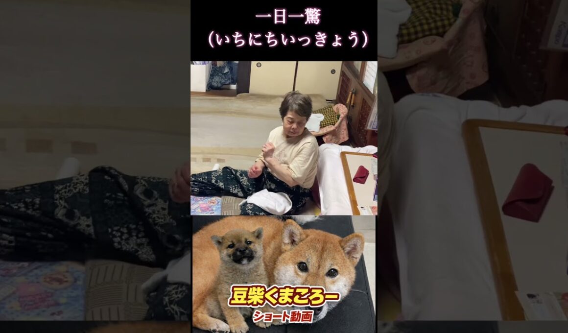 #くまころー 飼い主#柴犬 　#くまころー　#ポイポイポー君三世　#犬好きと繋がりたい
