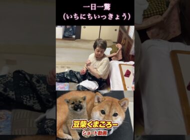 #くまころー 飼い主#柴犬 　#くまころー　#ポイポイポー君三世　#犬好きと繋がりたい