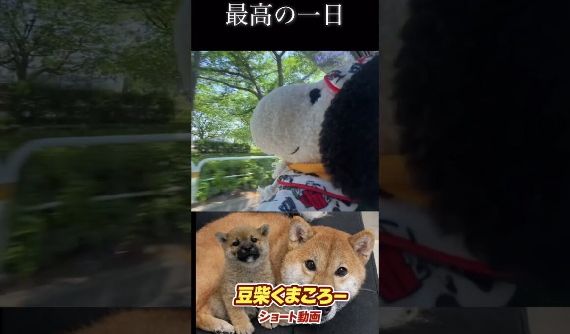 ドライブ日和#柴犬 　#くまころー　#ポイポイポー君三世　#犬好きと繋がりたい